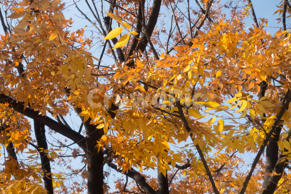 낙엽,가을,계절,자연색상,자연,배경,잎,가을,계절,fall,autumn,season,식물,자연,plants,nature