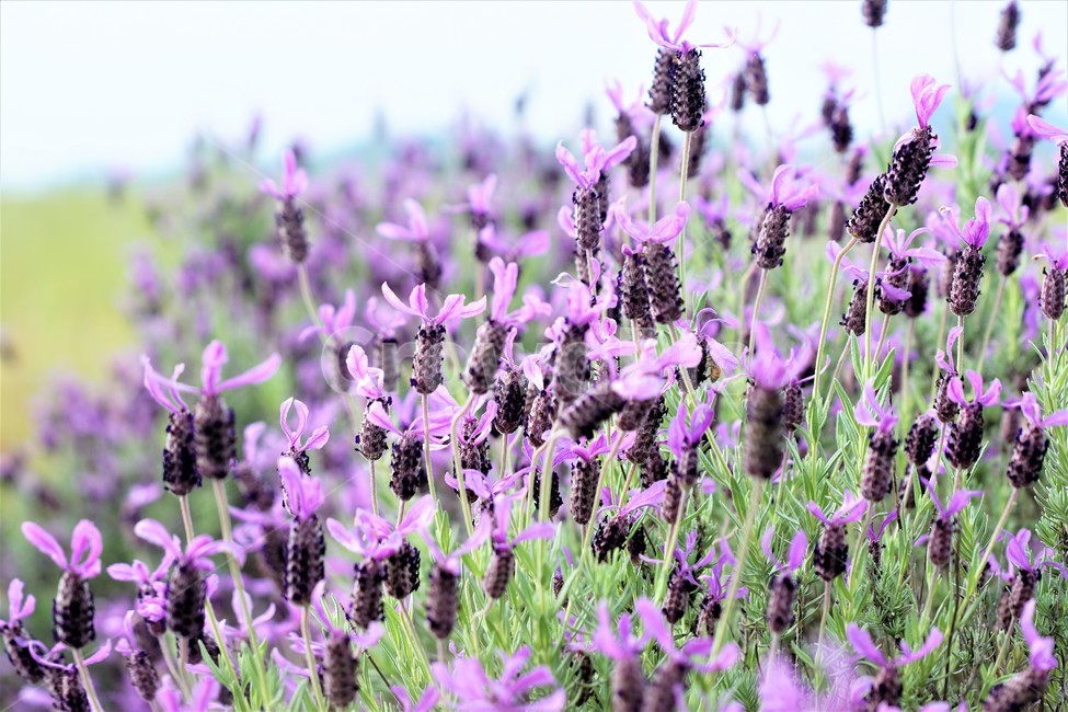라벤더,꽃,식물,보라색,자연,봄,nature,flower,purple,violet,spring,식물,자연,plants,nature,꽃,flower