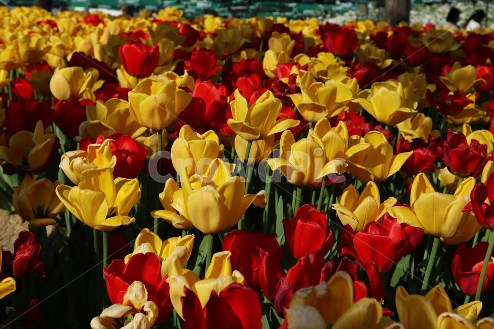 튤립,식물,flower,꽃,tulip