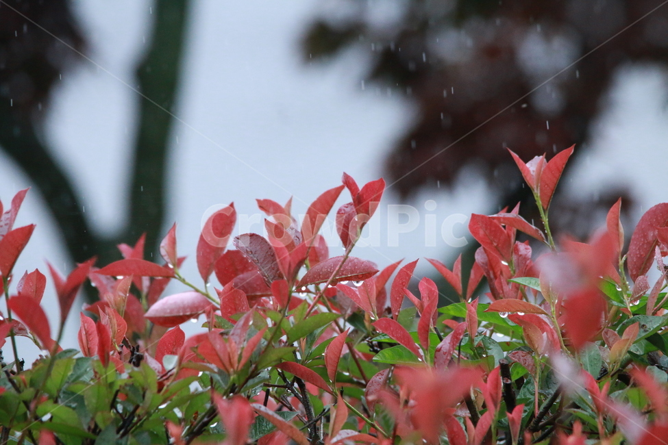 우중출사,여름,장마,비,비방울,식물,자연,plants,nature,비,비오는날,rain,rainy