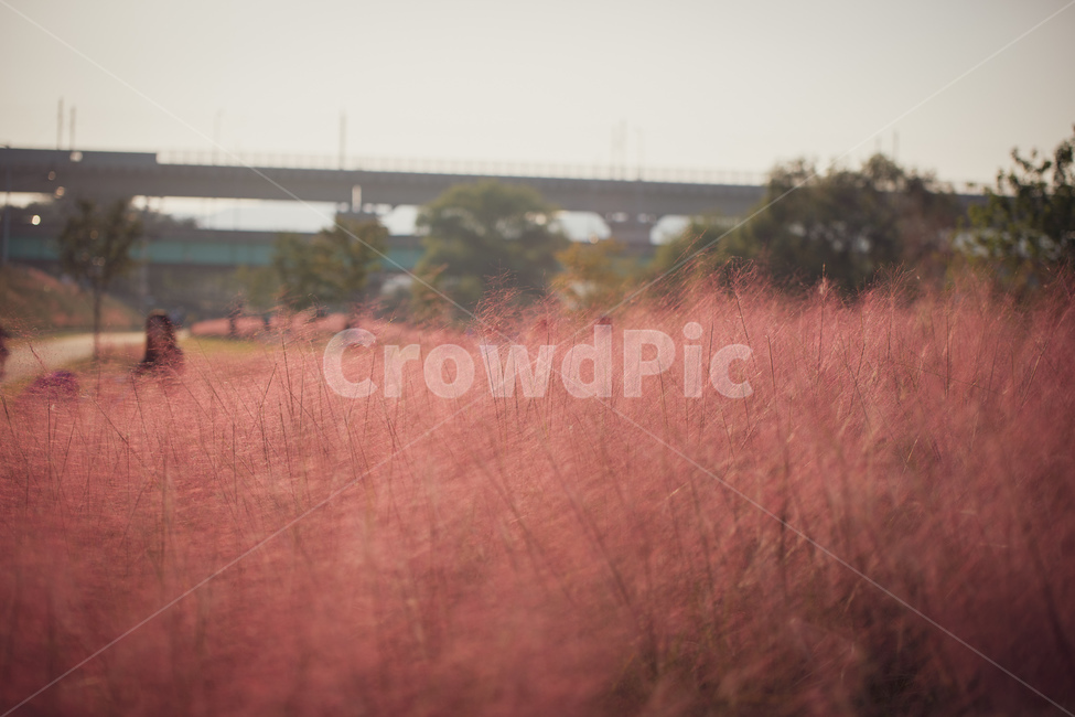 핑크뮬리,pinkmulley,공원,자연,풍경