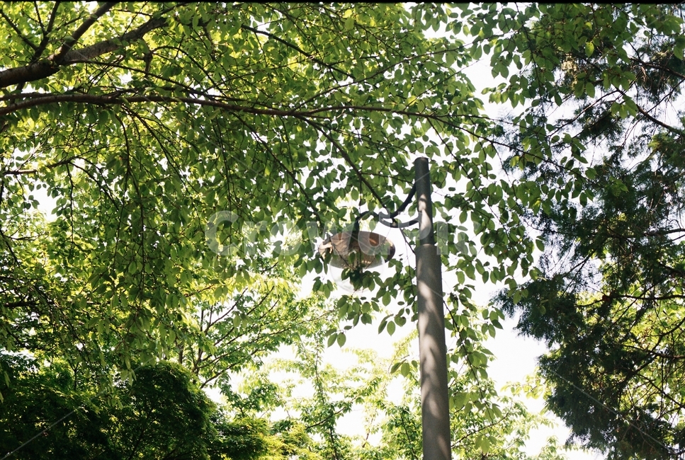 필카,필름,나무,공원,전봇대,푸른잎,자연,풍경,nature,landscape