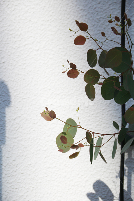 일본,가고시마,정원,식물,봄,자연,산책,식물,자연,plants,nature