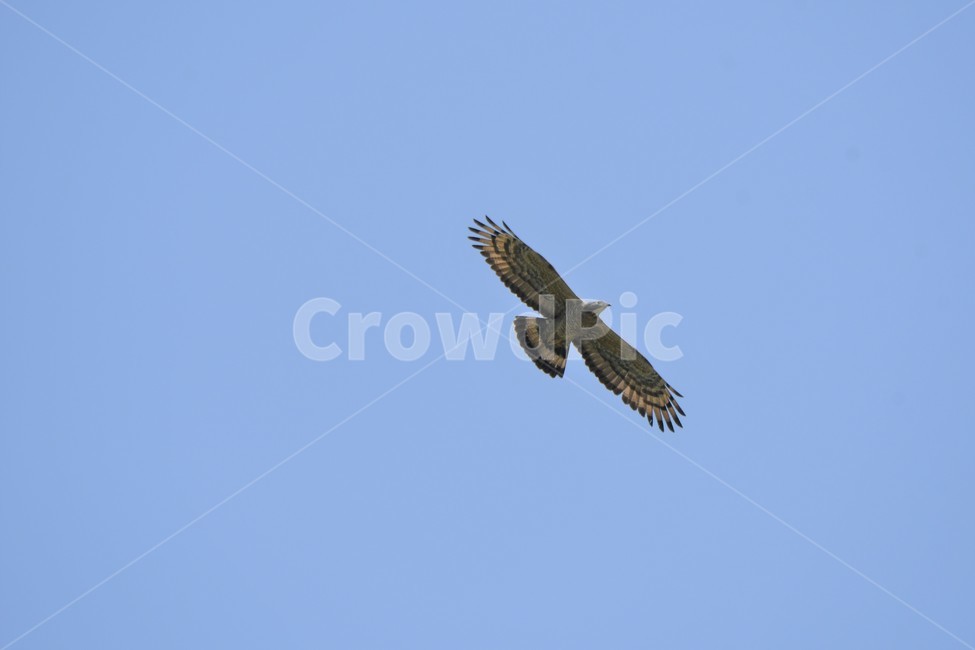 새,eagle,독수리,동물,animal,bird,accipiter,매사냥,멸종위기종,벌매,아키피터,비상,비행모슴,날개,맹금류,동물,animal,조류,새,birds