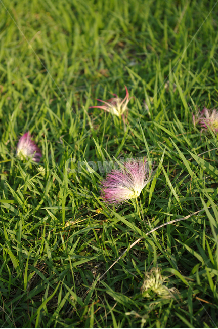 자연,식물,plant,자귀꽃,낙화,꽃,flower,잔디,식물,자연,plants,nature,꽃,flower