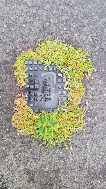 water,plant,식물,road,waterwithplant,아스팔트,greenplant