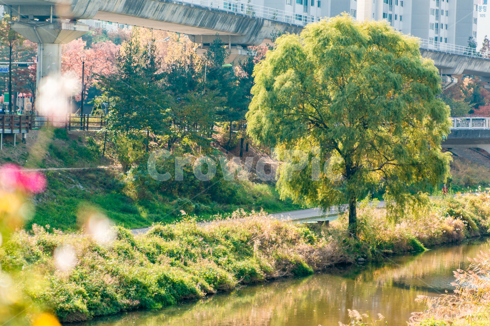 가을,autumn,자연,nature,공원,park,나들이,picnic,야외,outdoor,맑은날,day,식물,plant,outdoors,옥외,water,물,강,river,나무,tree,초록색,초록,green,자연,풍경,nature,landscape