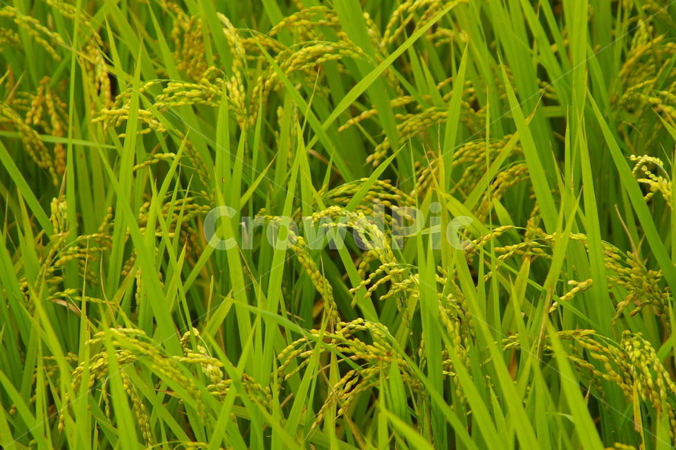 plant,식물,자연,들,벼,곡식,쌀