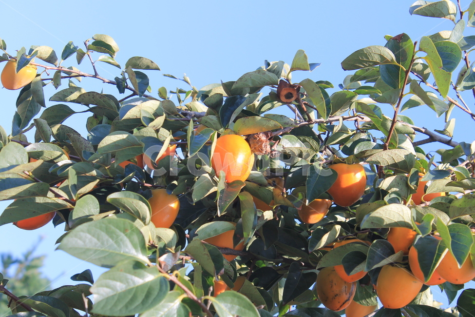 감,p​ersimmon,가을,autumn,fall,과일,fruit,나무,trees,wood,과일,열매,fruit