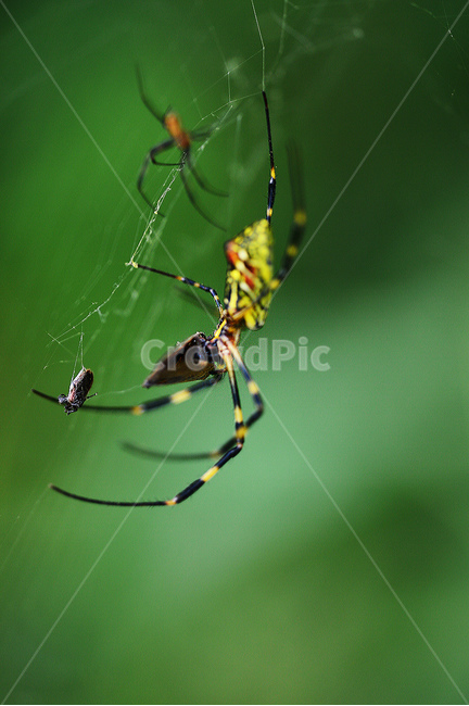 거미곤충,동물,무당거미,먹이사냥,곤충사냥꾼,곤충,벌레,insect,bug