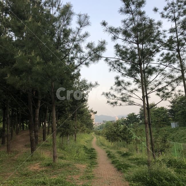 길,나무,산책,여유,동네