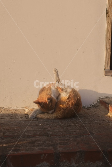 길고양이,고양이,요가,동물,cat,animal,yoga,동물,animal,포유류,mammal,고양이,cat,kitten,kitty