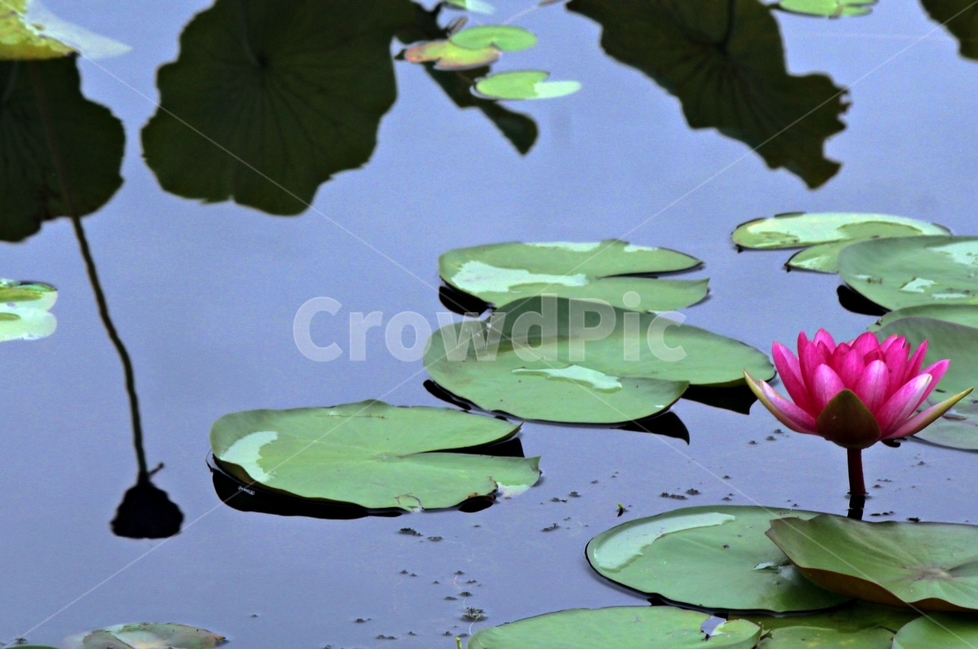 연꽃,연잎,영원회귀,고요,인연,식물,자연,plants,nature,꽃,flower