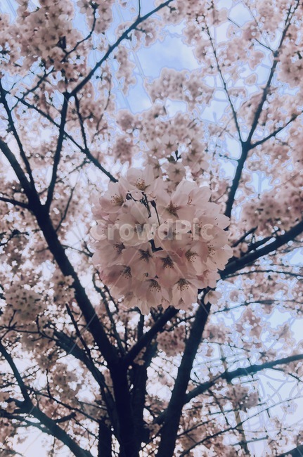 식물,blossom,꽃,flower,cherryblossom,벚꽃,나무,봄,식물,자연,plants,nature,꽃,flower