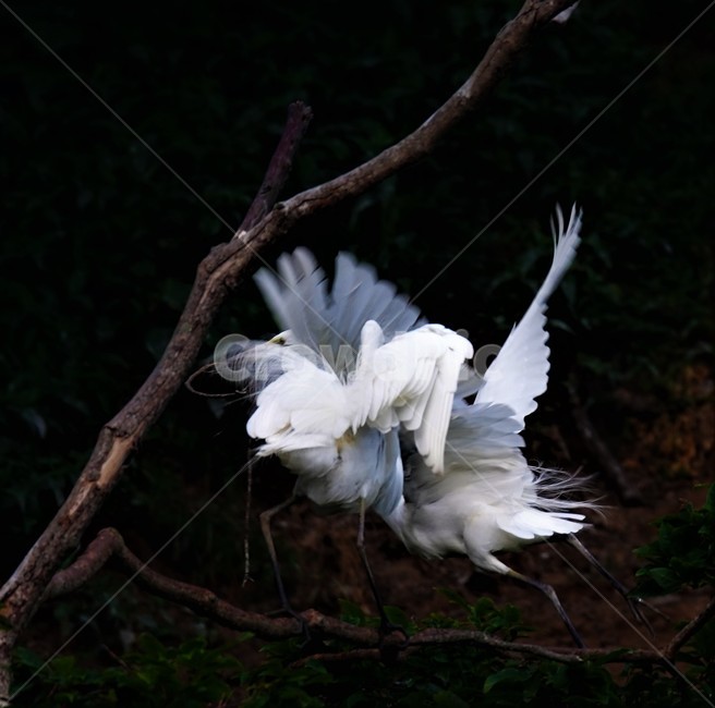 중백로,백로,새,정원,birds,동물,animal,조류,새,birds