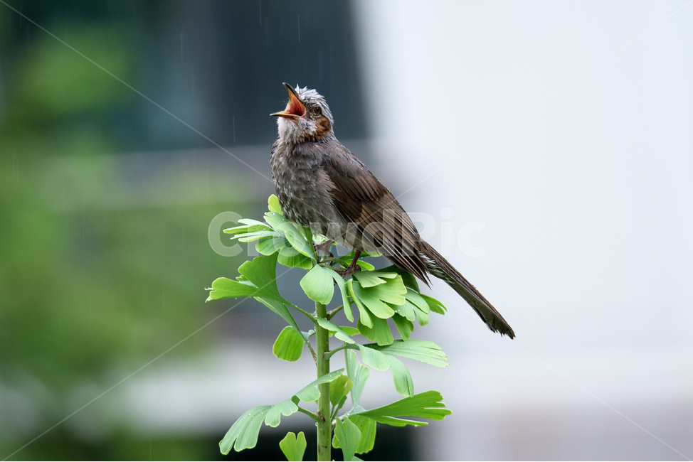 조류,새,직박구리,생동감,비,동물,animal,조류,새,birds