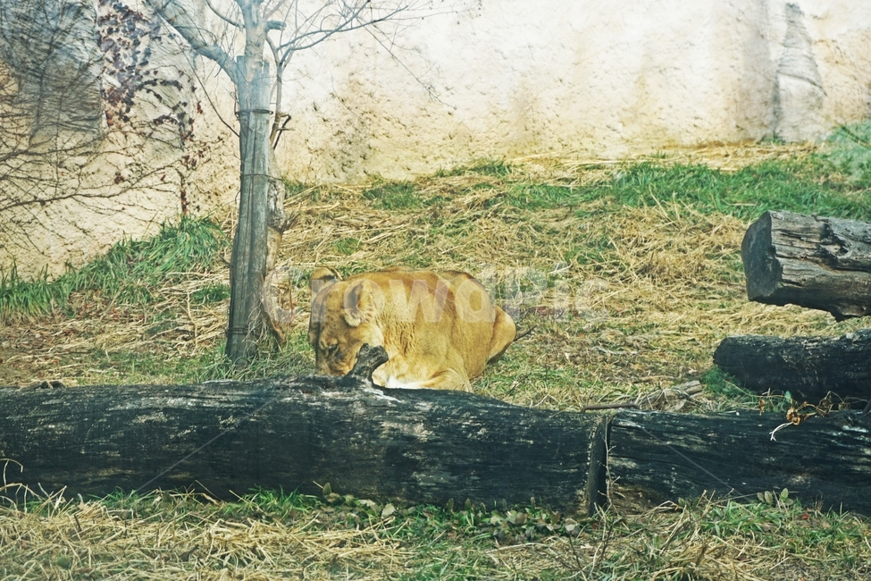 동물,야생,사자,줄무늬,육식,nature,자연,lion,animail,animalpark,park,동물보호,동물,animal,포유류,mammal