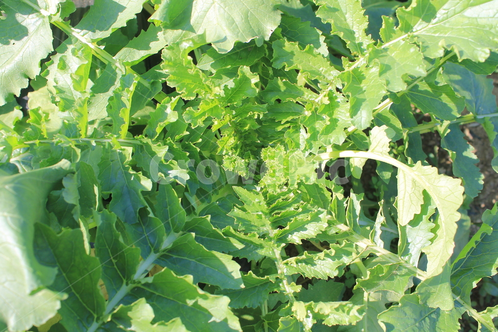 가을,무,autumn,fall,radish,daikon,vegetation,초목,plant,식물,leaf,잎,채소,야채,vegetables
