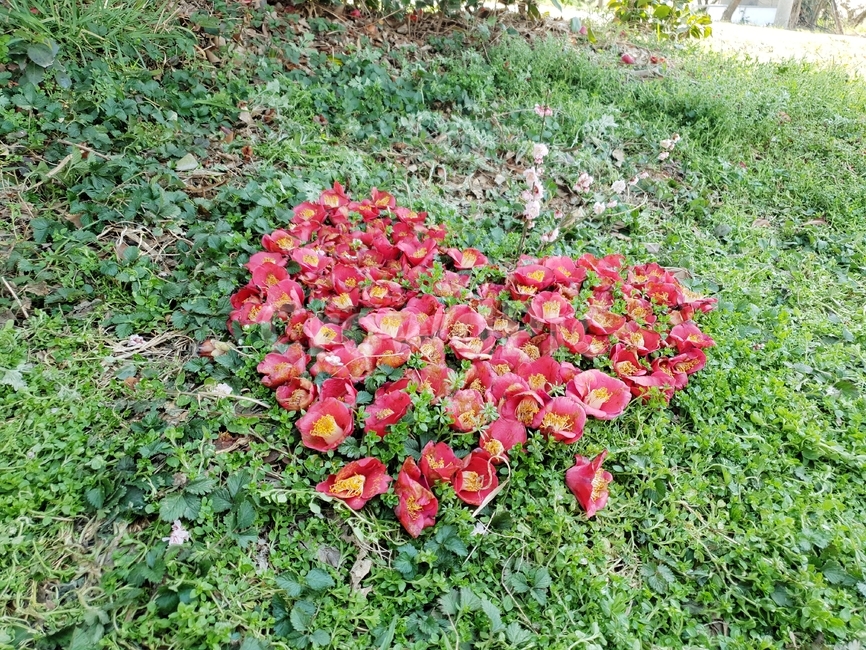 동백꽃,꽃,자연물하트,사랑,빨강