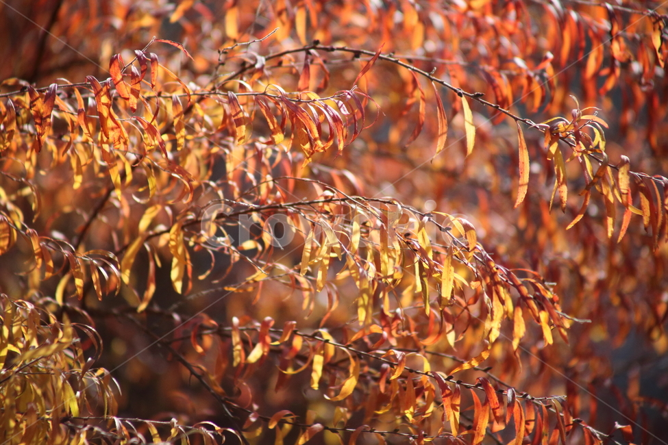 단풍,잎,식물,가을,redleaves,가을,계절,fall,autumn,season,식물,자연,plants,nature,plant,leaf,tree,나무