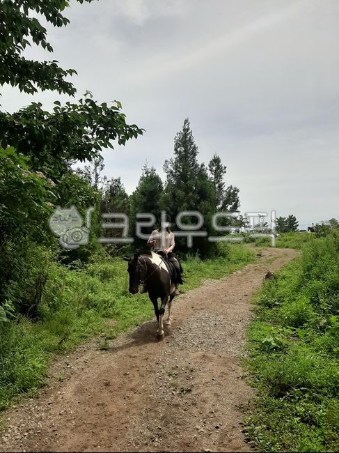제주도,말,여자,승마,승마체험,인물,길,하늘,식물,나무,안장,자연,평화로움,힐링,여행,휴가,관광,숲속,숲,말타기,서귀포,사람,동물,흙길,자갈,잡초,풀,도로