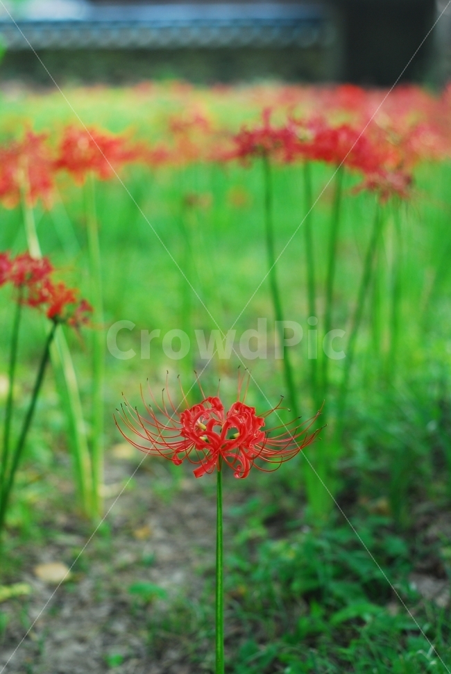 꽃무릇,상사화,가을꽃,꽃,식물,붉은색,군락지,식물,자연,plants,nature,꽃,flower