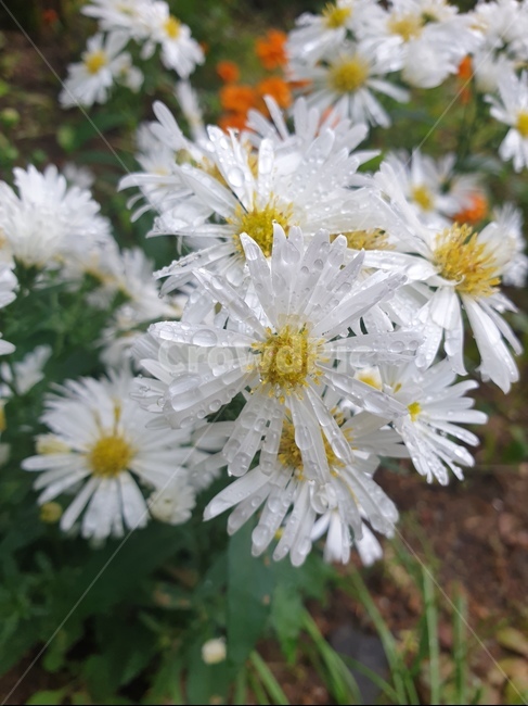 plant,식물,꽃,흰색,flower