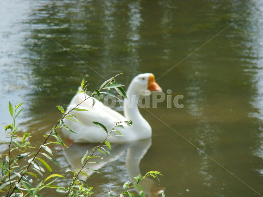 오리,조류,동물,animal,bird,조류,새,birds