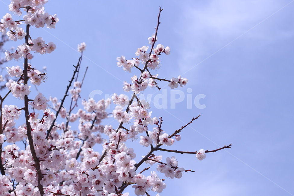 벚꽃,봄,꽃,벚꽃축제,맑음,하늘,구름,꽃놀이,꽃구경,벚꽃놀이,봄,계절,spring,season,plant,식물,blossom,flower