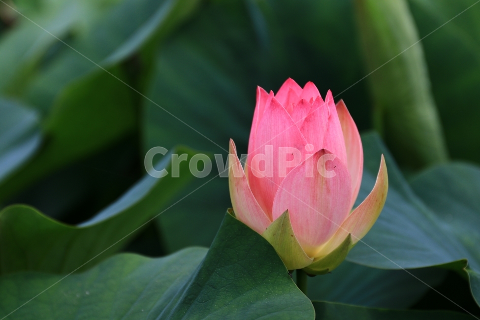 연꽃,홍련,백련,연잎,연,부여,궁남지,꽃,꽃사진,flower,식물,자연,plants,nature,꽃,flower
