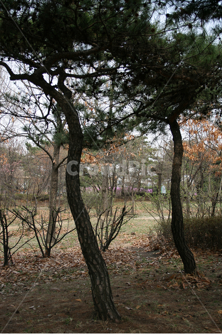 소나무,솔숲,나무,숲,식물,솔향,푸른숲,자연,풍경,nature,landscape,식물,plants,나무,trees,wood,tree,plant,tree trunk,나무 줄기