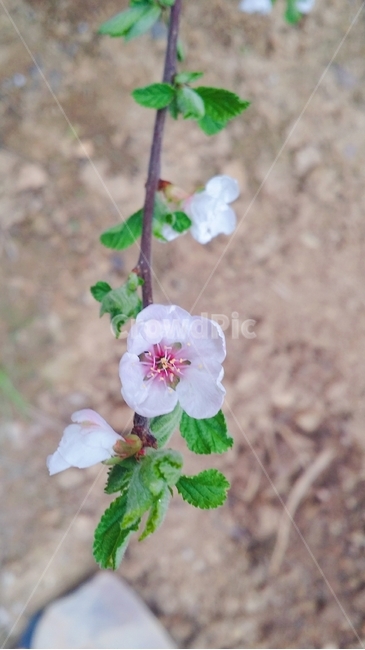꽃,흰꽃,flower,싱그러운,흰색꽃,4월꽃,식물,자연,plants,nature,꽃,flower