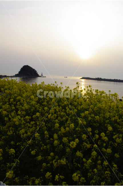 꽂지해변,안면도,유채꽃,바다,석양,빛,일몰,풍경,관광지,landscape,봄,계절,spring,season,자연,풍경,nature,landscape,한국자연풍경,한국자연경관,korea nature landscape,식물,plants,꽃,flower,outdoors,옥외