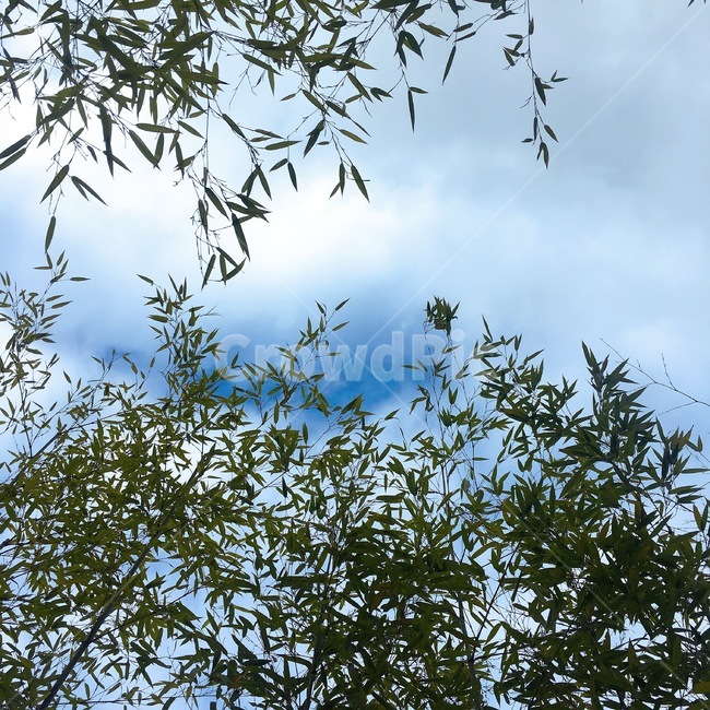 대나무,구름,하늘,풍경,자연,식물,자연,plants,nature