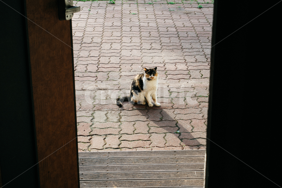 고양이,캣,냥냥이,길고양이,삼색이,치즈냥,냥,cat,동물,동물,animal,포유류,mammal,고양이,cat,kitten,kitty