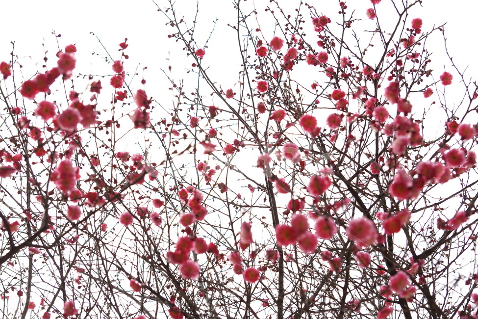 홍매화,봄,꽃,봉은사,감성,봄,계절,spring,season,식물,자연,plants,nature,꽃,flower,plant,blossom