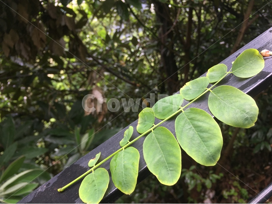아카시아,아카시아나무,아카시아나뭇잎,나뭇잎,잎,잎사귀,식물,자연,plants,nature