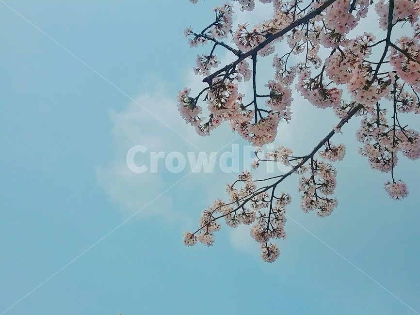 벚꽃,꽃,하늘,봄,화사한,구름,봄,계절,spring,season,plant,식물,blossom,flower