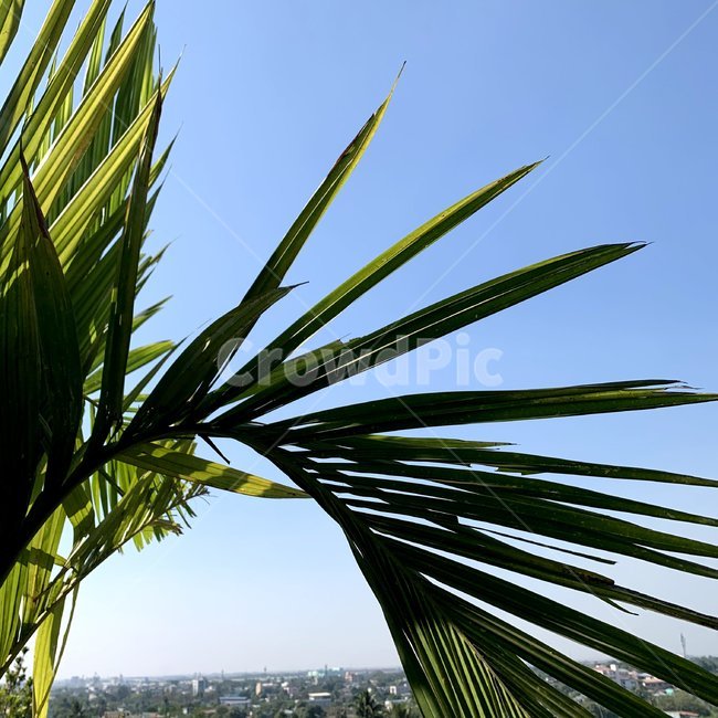 식물,plant,summer,야자수,palmtree