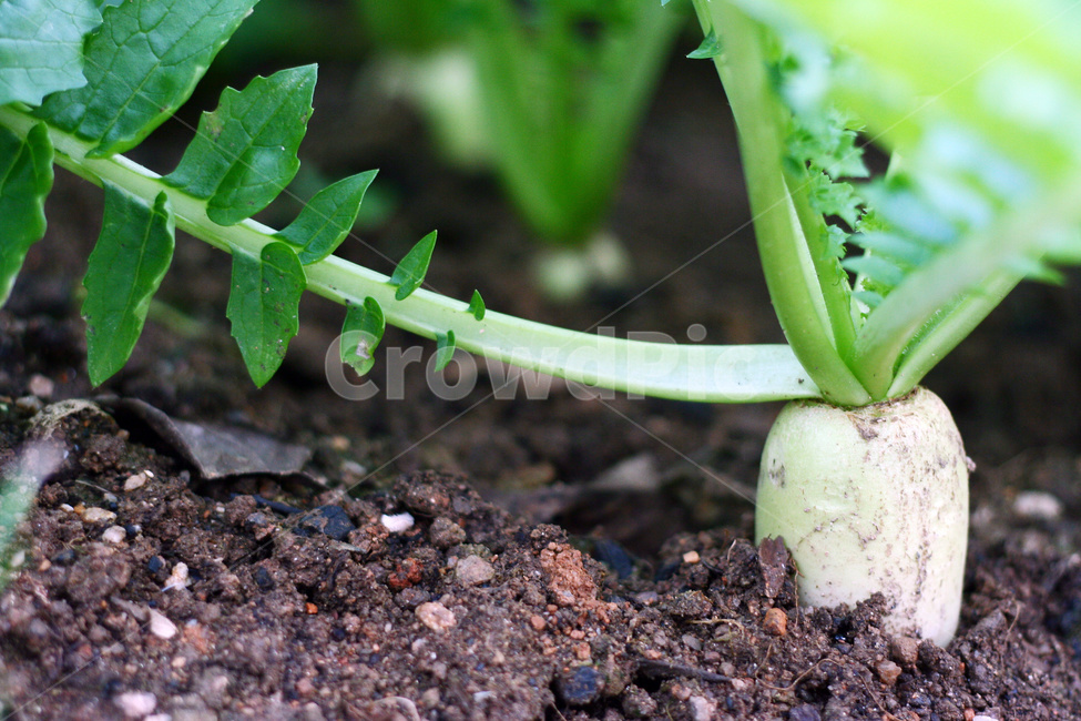 무우,무,채소,무우밭,무우재배,무우농사,채소,야채,vegetables,농업,농사,agriculture,farming,farming industry