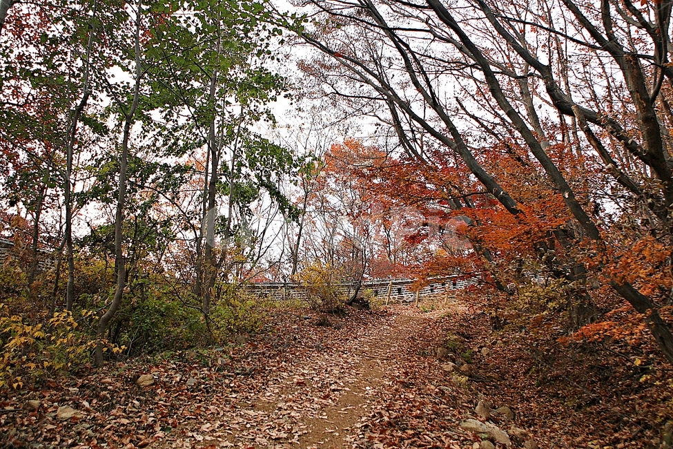 남한산성,성,성곽,단풍,낙엽,길,둘레길,담,돌담,가을,자연,풍경,벽,울긋불긋,산성,식물,가을,계절,fall,autumn,season,한국전통,한국문화,korean traditional,korean culture,ground,바닥,tree,나무,plant
