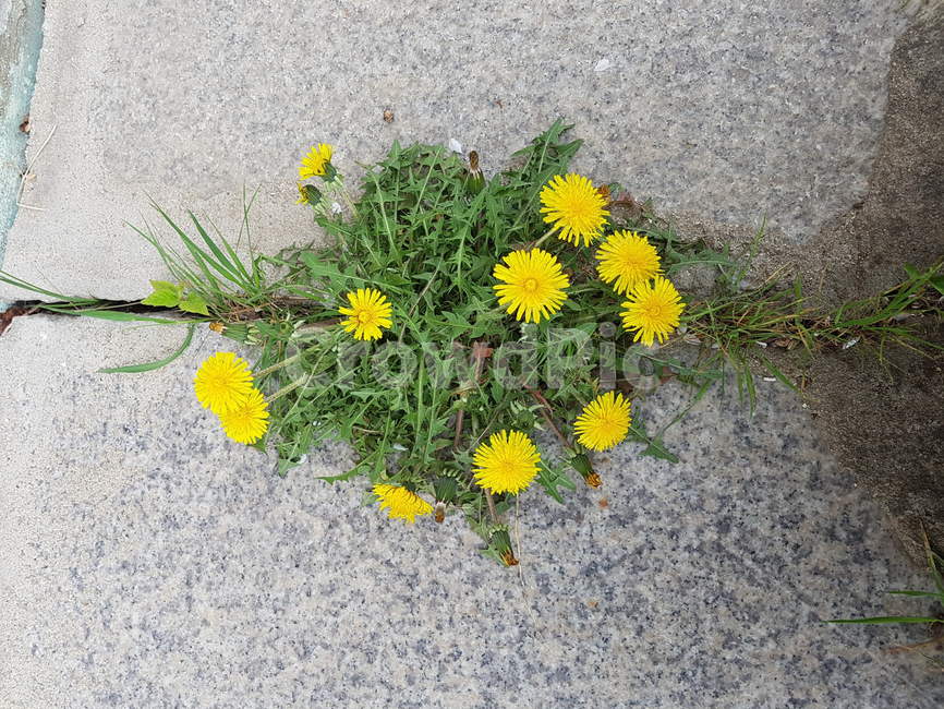 민들레,돌틈,잡초,생명력,봄,식물,자연,plants,nature,꽃,flower