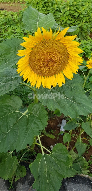 해바라기,해,해바라기씨,큰꽃,씨앗,바라기
