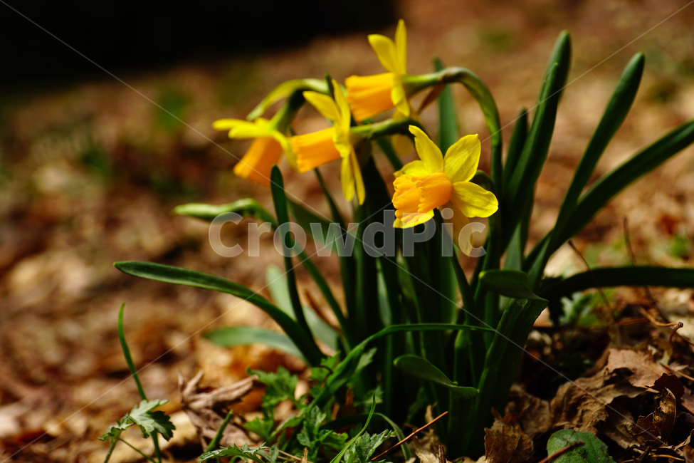 수선화,한국자연,꽃,꽃사진,플라워,flower,봄,봄꽃,spring,식물,plants,자연,nature,풍경,landscape,계절,season,snap,스냅,접사,macro,closeup,클로즈업,감성사진,감성,힐링,healing,느낌,feel,feeling,꽃밭,화단,나무,나뭇가지,tree,꽃봉오리,4월,April,봄,계절,spring,season,식물,자연,plants,nature,꽃,flower,plant,blossom