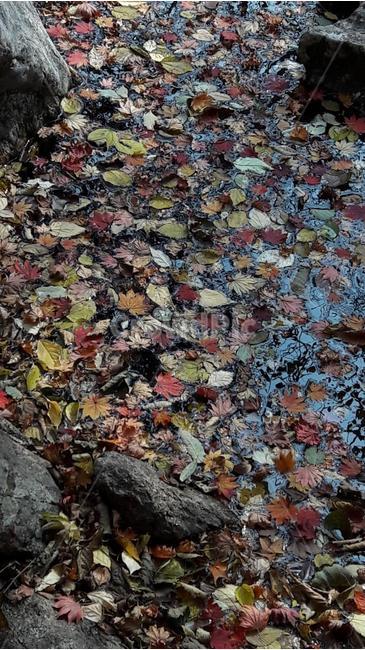 단풍,낙엽,가을,계절,계곡,가을,계절,fall,autumn,season,leaf,잎,plant,식물,ground,바닥