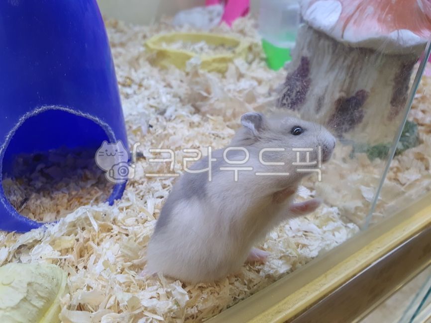 mouse,Pets,hamster,animal,mammalia