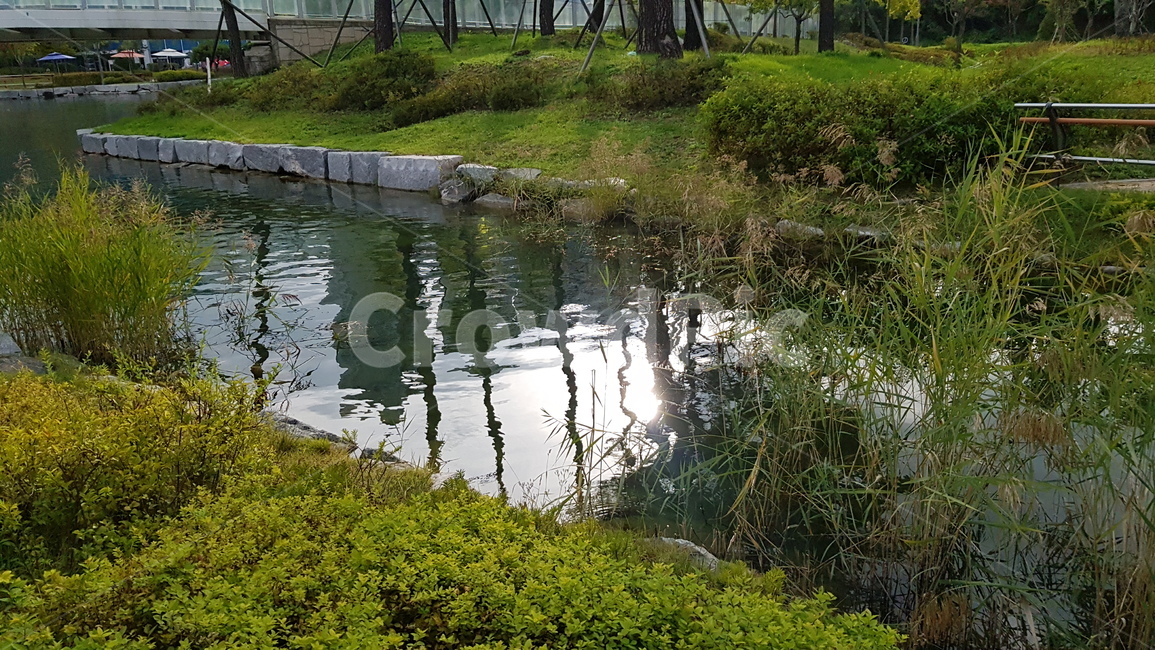 공원,연못,자연,식물,풀,자연,풍경,nature,landscape