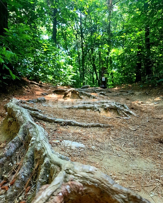 풍경,숲,산,나무,뿌리,초록,landscape,forest,mountain,tree,root,green