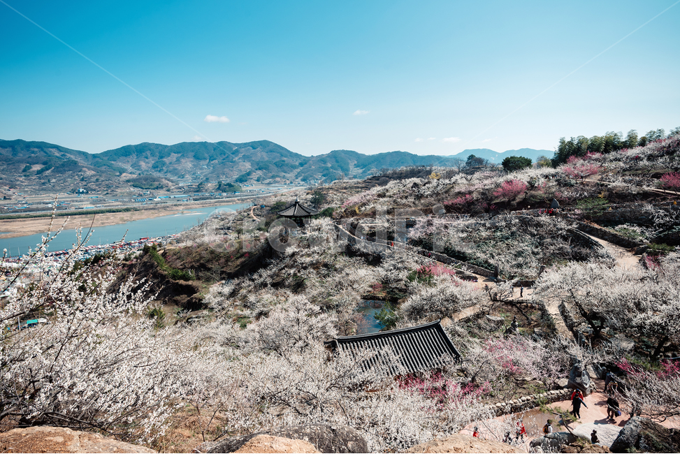 매화마을,매화,3월,봄꽃,풍경,풍경사진,꽃동산,봄,계절,spring,season,자연,풍경,nature,landscape,한국자연풍경,한국자연경관,korea nature landscape,시골,마을,country,rural,town,한국전통,한국문화,korean traditional,korean culture,ground,바닥,outdoors,옥외