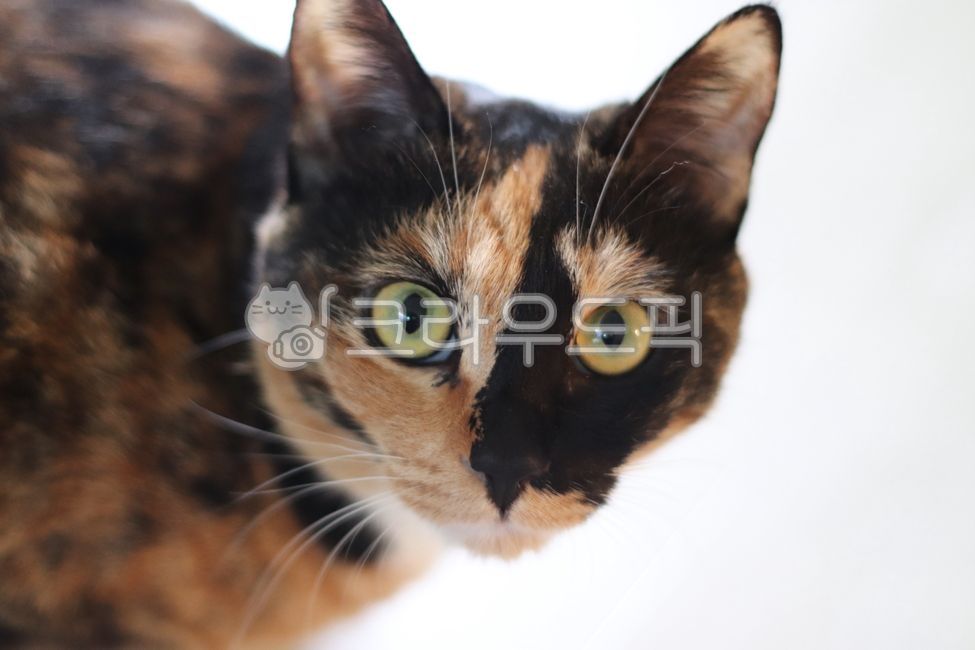 고양이,카오스,집고양이,뚱냥이,코리안숏헤어,koreanshorthairs,cat,아수라,삼색이,카오스냥,귀여운고양이